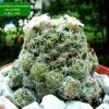 Mammillaria _schiedeana ssp.giselae _01